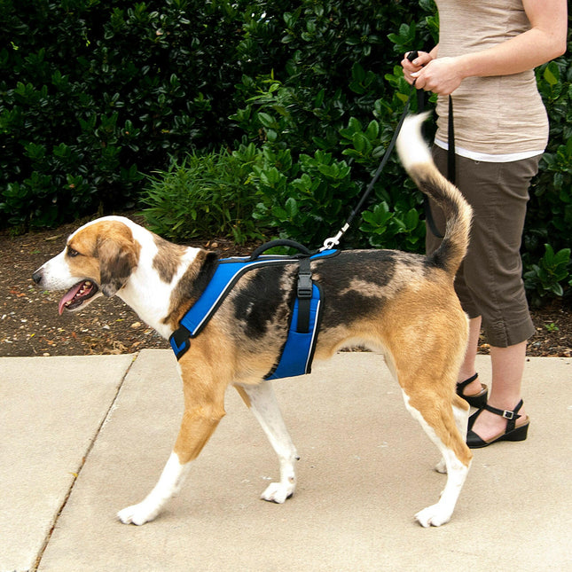 PetSafe Easy Sport Harness - no-pull harness for dogs.
