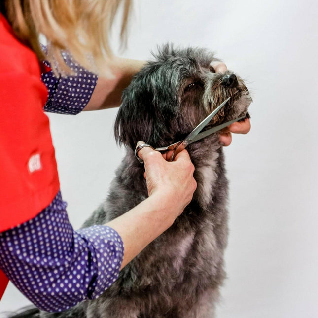 Aesculap VG041R - professional grooming scissors with a curved handle, straight.