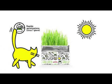 Cat Grass Record Erba Gatta - rye seeds in a growing package, for hairballs.