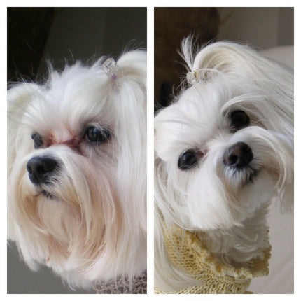 Pet Silk Tear Stain Remover - formula for removing stains and discoloration around the eyes and muzzle of dogs and cats.