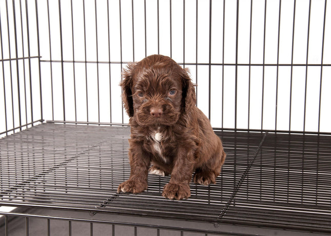 Show Tech Medium Puppy Play Pen - puppy pen with double, adjustable bottom.