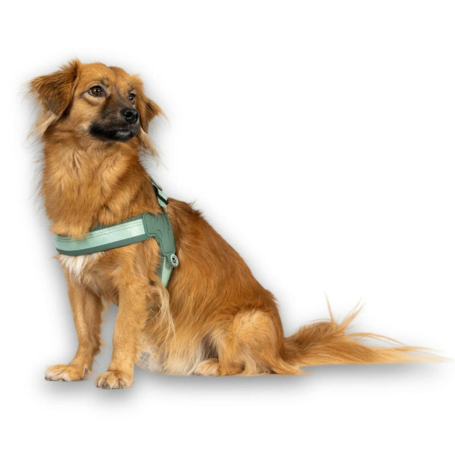 Max&Molly Q - Fit Harness Matrix 2.0 Jade - lightweight step-in harness for dogs, with QR identifier.
