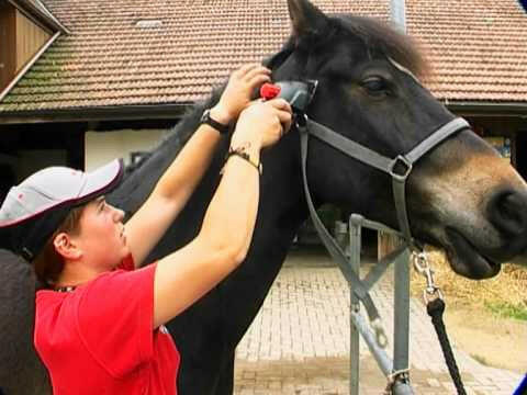 Heiniger Progress Style 80W - powerful, professional clipper for horses and cattle, with a complete set of blades 31/15.