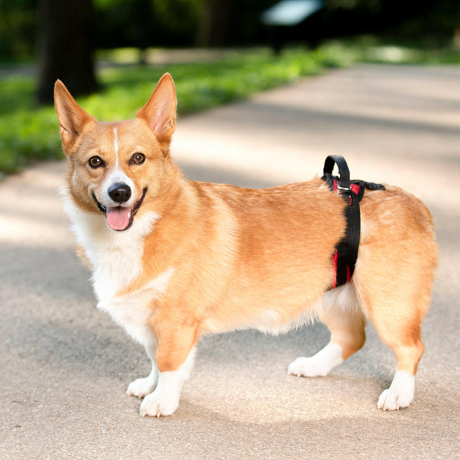 PetSafe CareLift Rear Support Harness - rear rehabilitation harness for dogs, hip harness.