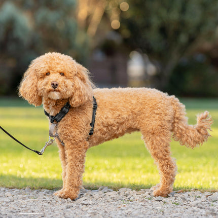 PetSafe 3in1 Harness & Car Restraint - Dog Car Harness.