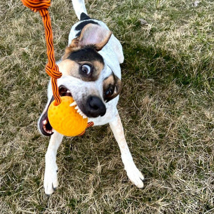 Kiwi Walker Let's Play Egg - dog toy, egg on a string.