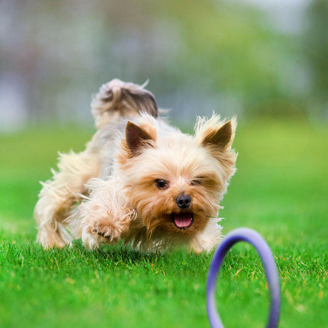 Puller Micro 2pcs - ring for very small dogs, training toy.