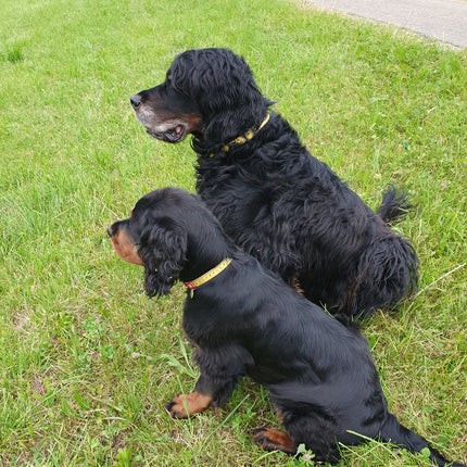 Max & Molly GOTCHA! Smart ID Ruler Collar - collar with smart Tag for dogs