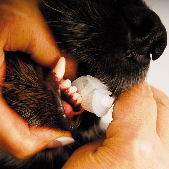 Show Tech Trio - Pet Toothbrush - oral hygiene and dental care brush for pets, heads.
