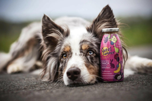 SmoothieDog Sweet Summer - smoothie for dogs, rabbit with vegetables and fruits.