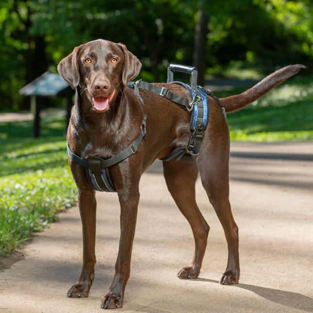 PetSafe CareLift Support Harness - rehabilitation harness for dogs, carrier for large dogs.