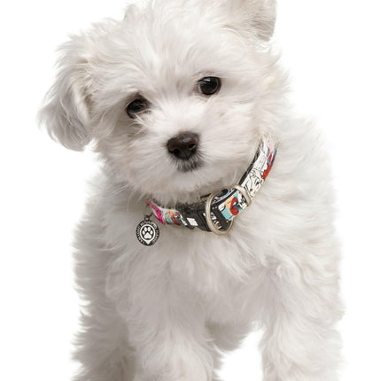 Max & Molly GOTCHA! Smart ID Missy Pop Collar - collar with smart Tag pendant for dogs.
